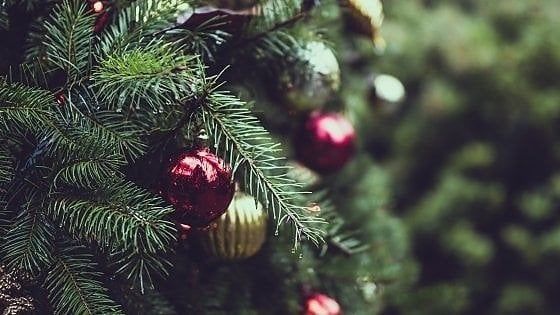 Firenze, al via la raccolta degli alberi di Natale di Alia