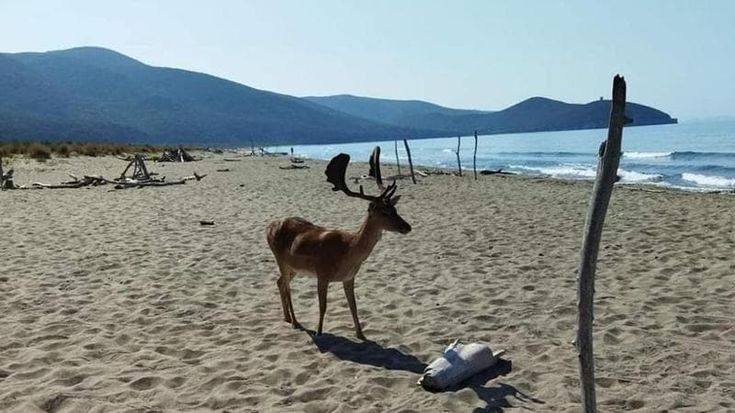 Daino scacciato da turisti a Cala di Forno, il parco della Maremma: "Necessario rispettare sempre la natura"
