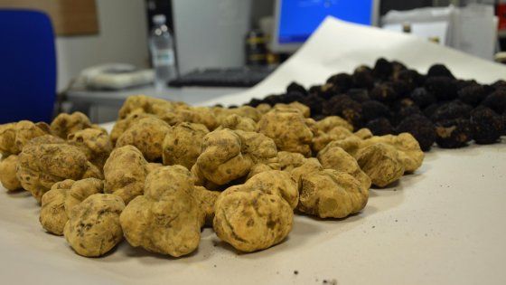 Italia. Caccia al tartufo