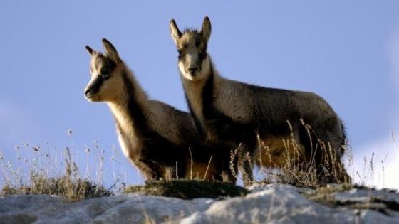 Fauna italiana tra segnali di speranza e specie ad alto rischio