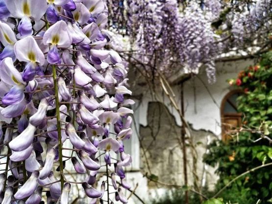 Ischia, il glicine in zona rossa: la primavera sui luoghi del terremoto