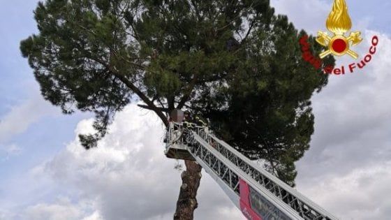 Paracadutista fortunato: atterra su un pino, illeso