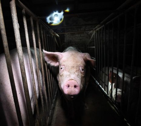 Una fotoreporter racconta cosa c'è davvero dentro un allevamento di maiali in Italia