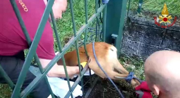 Varese, ma che combina il capriolo: incastrato nel cancello 