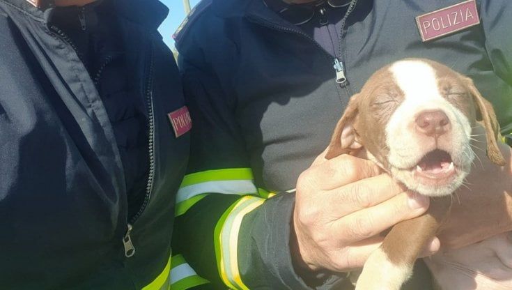 Nove cuccioli abbandonati sulla Pontina: salvati dalla stradale. Agente adotta una cagnolina