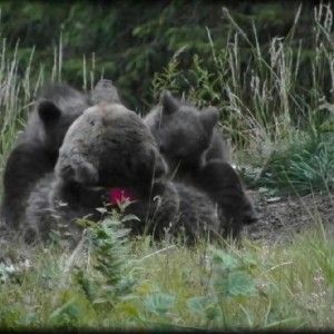 Daniza, l'esperto: "Sfida pi&ugrave; grande &egrave; convivenza con uomo. Il progetto resta importante"