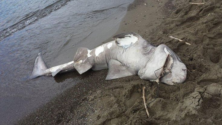 Ischia, uno squalo "capopiatto" si spiaggia a Sant'Angelo