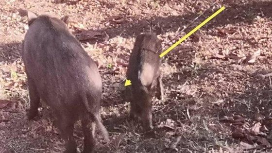 Roma, cinghiali colpiti dalle frecce di una balestra a Monte Mario