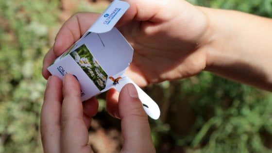 Riccione, il parco Oltremare regala coccinelle ai bambini. Insorgono gli animalisti