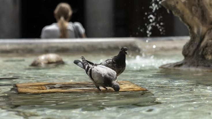 Caldo record, anche i nidi sono forni