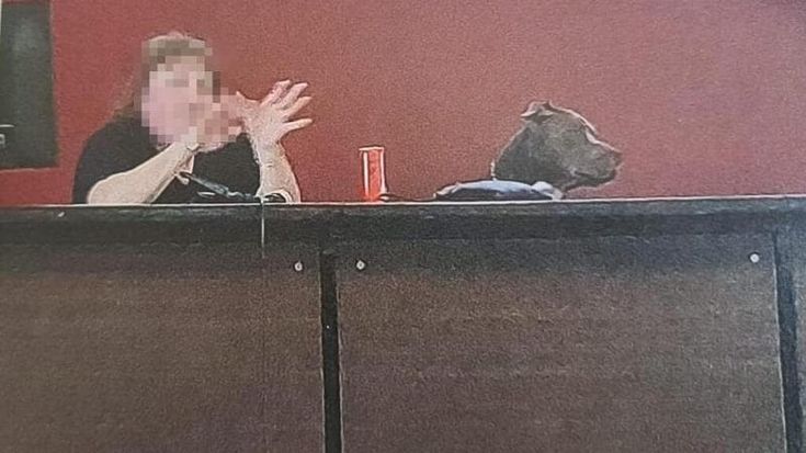 La preside con il pitbull nel liceo di Milano: “La segue sempre in tutta la scuola, anche dove ci sono studenti. Siamo preoccupati”
