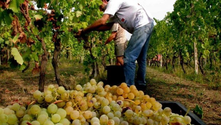 "Il Moscato sfonda tra i giovani americani, vendute 8 milioni di bottiglie in più nell'ultimo anno"