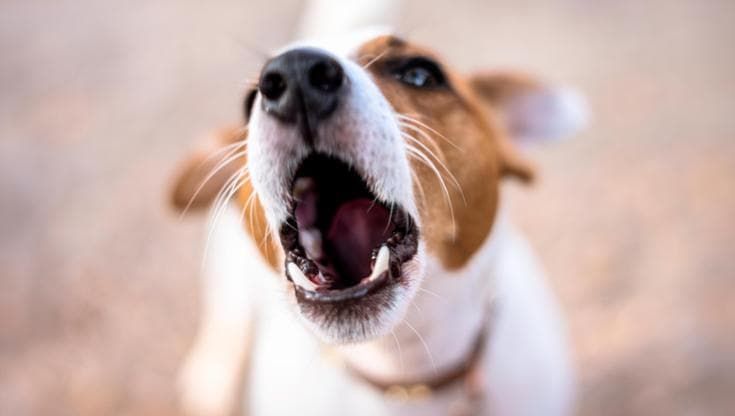 Taranto, cane abbaia per ore e fa ritrovare in casa il corpo senza vita del padrone. Aveva 57 anni