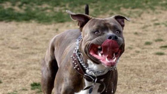 Pitbull aggrediscono anziana, è in gravi condizioni