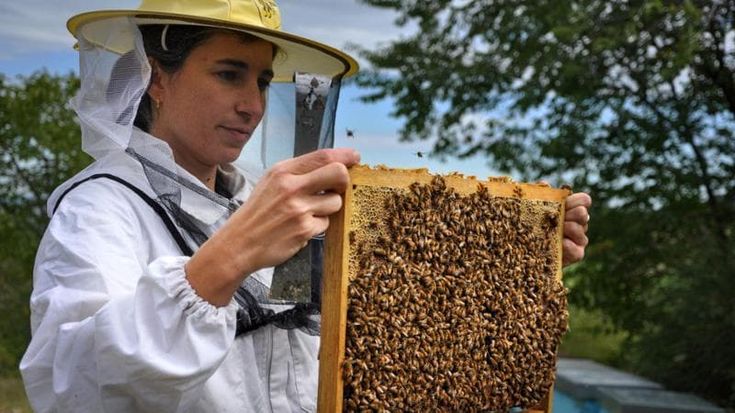 Conapi chiude l’annata con una produzione di miele di 2mila tonnellate