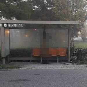 Rimini, lupo ucciso e appeso alla fermata dell'autobus