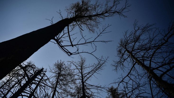 Grecia, i parchi nazionali devastati dagli incendi