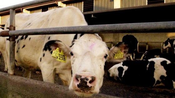 ''Via carne e latticini per ridurre l'impatto sull'ambiente''
