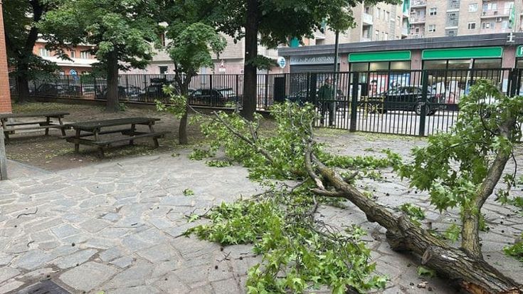 Torino piegata dal vento, alberi abbattuti e paura davanti alle scuole e al Salone del libro