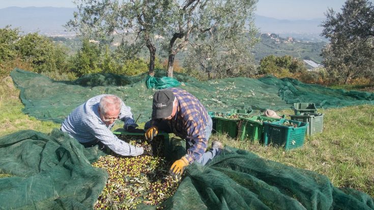 Se l’olio è buono perchè è vario