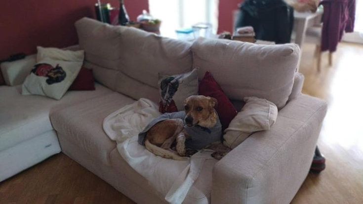 La seconda vita del cane Blanco: balordi gli gettarono olio bollente, è rinato grazie a un’adozione