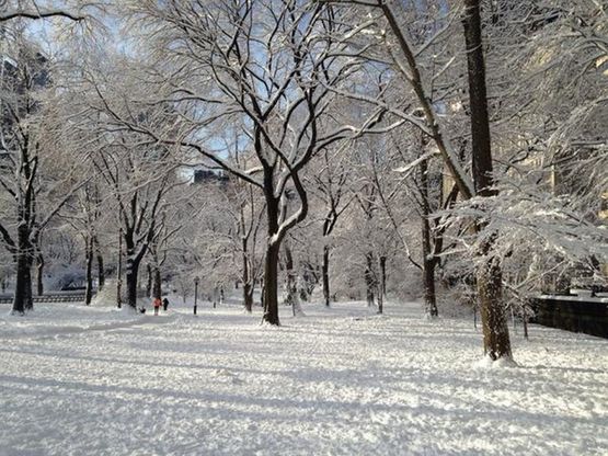 Central Park imbiancato, le foto sono di Roberto Bolle