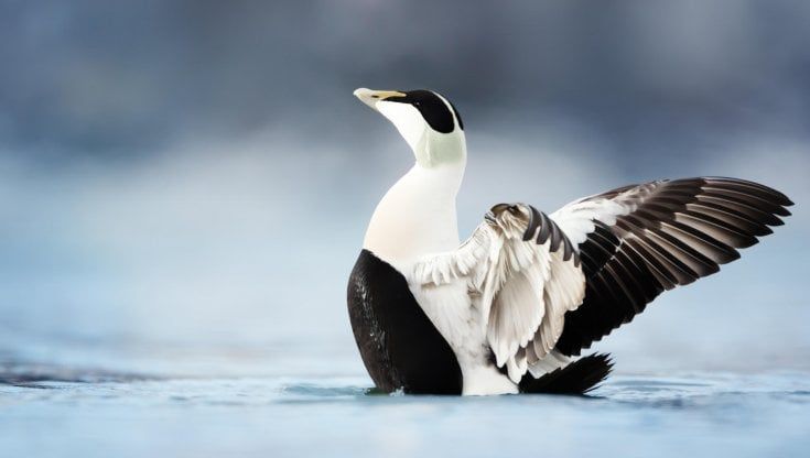 Gli animali che producono beni preziosi