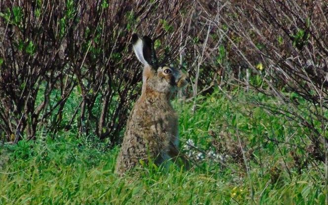 Dall'upupa alle lepri, gli insoliti animali del Salento