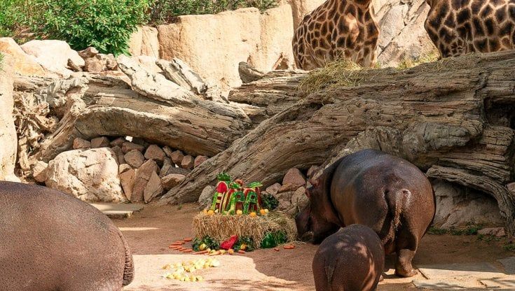 Una torta di fieno e frutta per festeggiare il primo compleanno dell'ippopotamo di Zoom