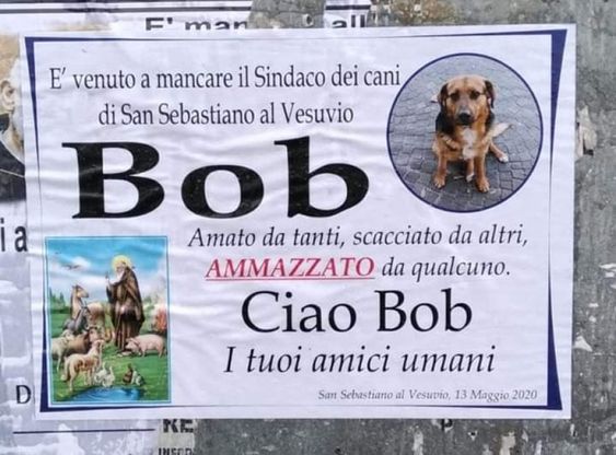 San Sebastiano al Vesuvio, il paese che piange Bob: “Hanno ammazzato il sindaco dei cani”
