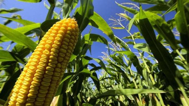 No al mais Ogm, il divieto dell’Italia supera l’esame della Corte europea
