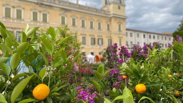 A Colorno un week end Nel segno del giglio 