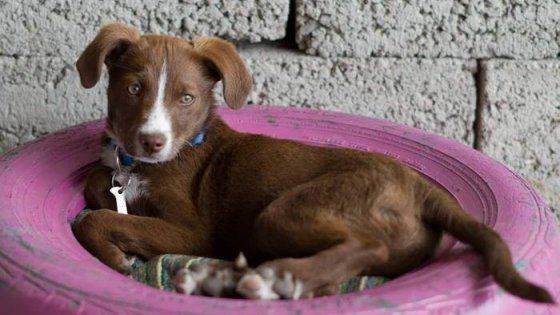 Solidarietà, il cucciolo Nek trova un volo per Bologna