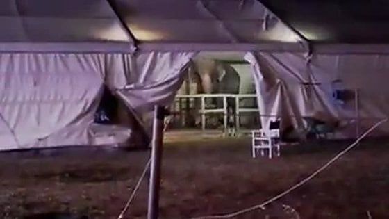  Salerno: in un video l’alienazione di un elefante al circo