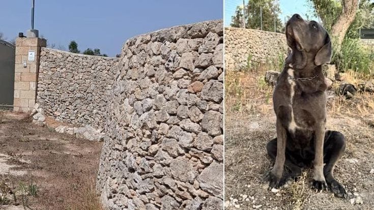 Salento, cane corso aggredito e ucciso a morsi in villa: “Un lupo ha scavalcato la recinzione”