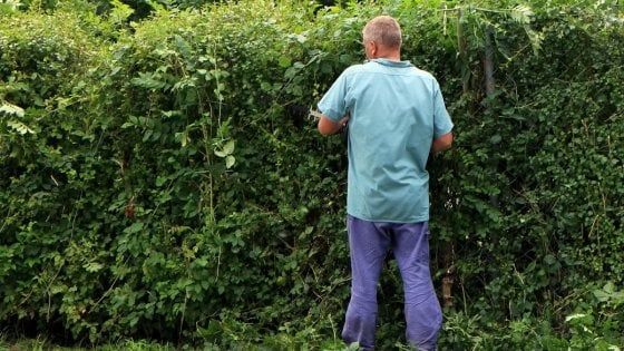 Cura del verde e zanzara tigre, il Comune di Parma ai privati: ecco cosa dovete fare