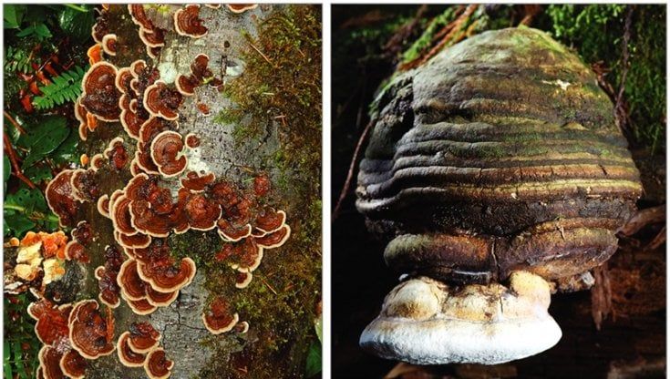 Covid, in campo anche erbe e funghi contro il virus