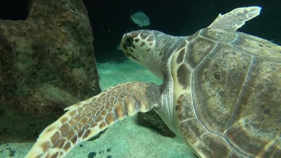 Salvata in Puglia, ora nuota alle Canarie: la nuova vita di Federica, tartaruga disabile