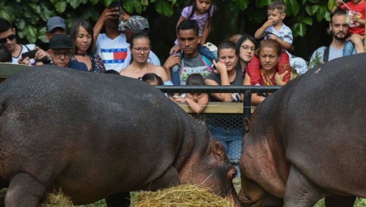 Colombia, gli ippopotami di Escobar sterilizzati con fucili e dardi