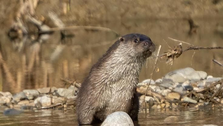 Torna la lontra, per proteggerla Agropoli ferma la pesca nel fiume