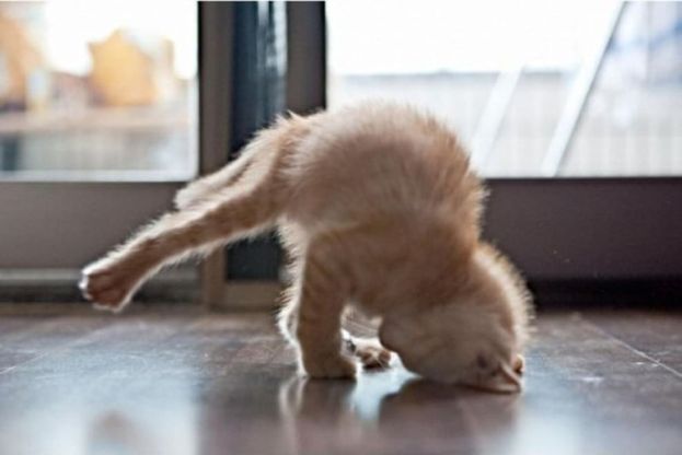 Meditazione a quattro zampe: i gatti fanno yoga&nbsp;