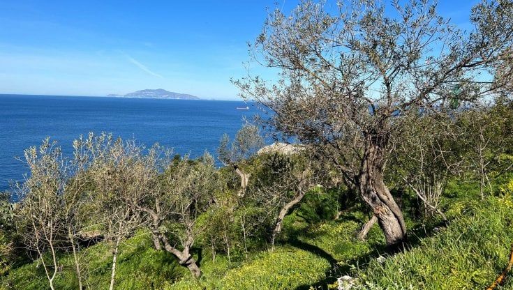 Camminata tra gli Olivi, Capri racconta il suo oro verde