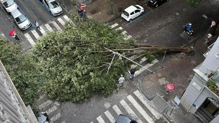 Maltempo, crolla albero al Vomero: riapre alla circolazione via Scarlatti