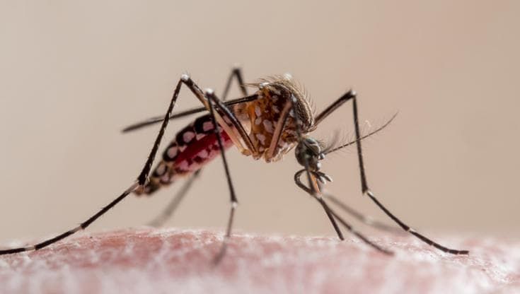 Segnalato un caso di dengue a Sesto Fiorentino