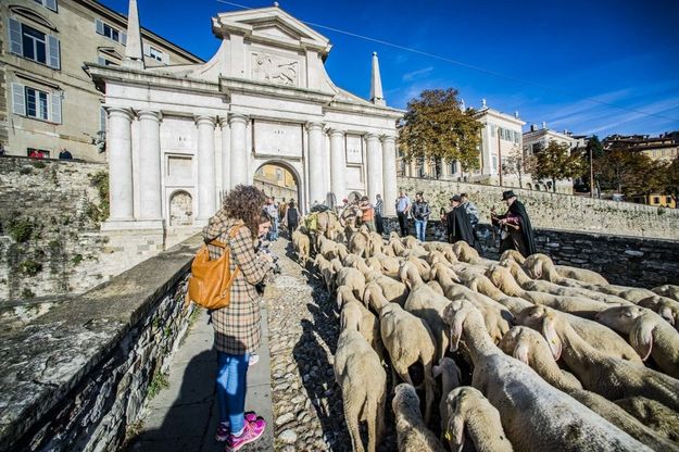 Bergamo, centinaia di pecore invadono la città: lo spettacolo della transumanza