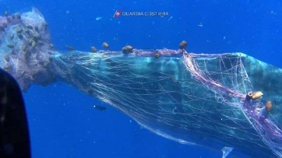 "Fermate le spadare". Così i muri di reti tornano a uccidere nei nostri mari