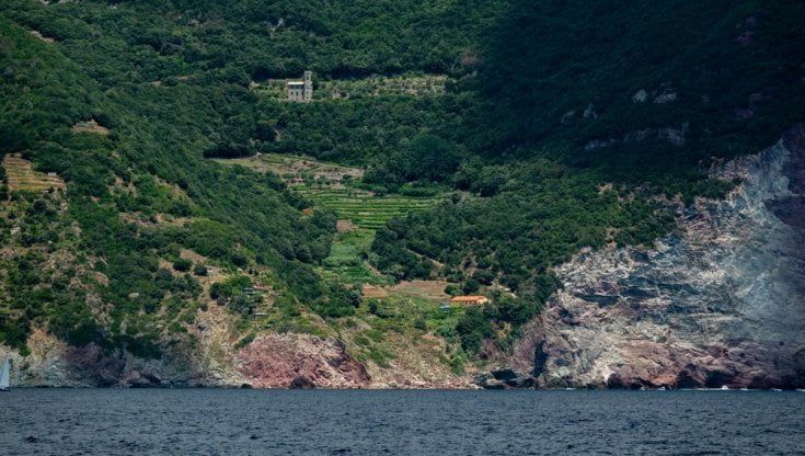 La rimonta del Pigato: è il nuovo re dei vini liguri