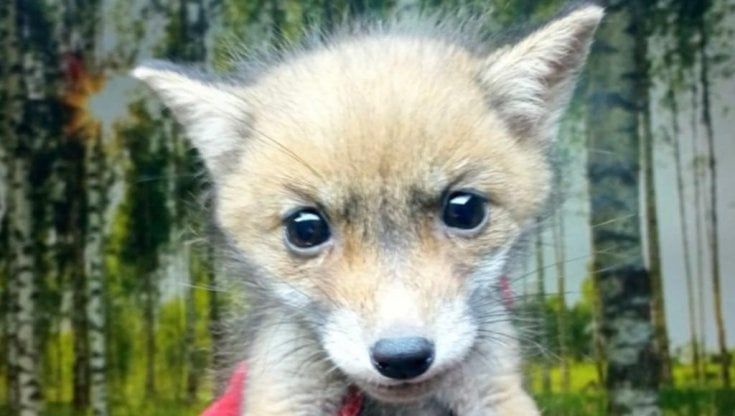 Cucciolo di volpe salvato nelle campagne del Tarantino: era solo e denutrito. "Tornerà in libertà appena recuperate le forze"