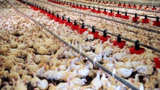 "Così l'industria alimentare sta distruggendo il pianeta"