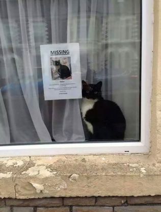 Il gatto che scompare e riappare vicino al volantino che ne denuncia la fuga